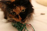 Hallie_Chewing_Ribbon.jpg